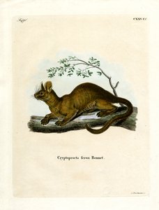 Fossa (värillinen kaiverrus) tekijältä German School