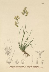 Nelilehtinen nata (Festuca pumila, Festuca quadriflora) tekijältä German School