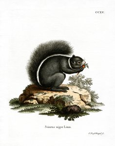 Fox Orava (värillinen kaiverrus) tekijältä German School
