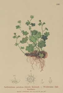 Fragile Saxifrage (Zahlbrucknera paradoxa, Saxifraga paradoxa) tekijältä German School