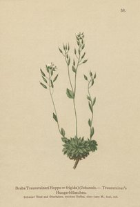 Kylmä Whitlow-ruoho (Draba Traunsteineri, Draba frigida) tekijältä German School