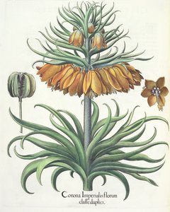 Fritillary: Crown of Imperial flowers, kirjoittanut Basil Besler (1561-1629), pub. 1613