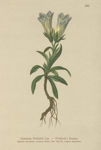 Froelichs Gentian (Gentiana Froelichii) tekijältä German School