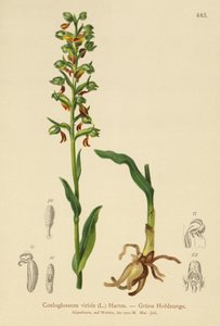 Sammakkoorkidea (Coeloglossum viride) tekijältä German School