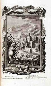 Sammakot, kaiverrettu, "Physica Sacra", kirjoittanut Johann Jakob Scheuchzer, Augsburg tekijältä German School