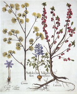 Fumewort, Daphne mezereum, Cornelian Cherry ja Spring Crocus, Hortus Eystettensis, kirjoittanut Basil Besler (1561-1629), pub. 1613 (käsinvärinen kaiverrus) tekijältä German School
