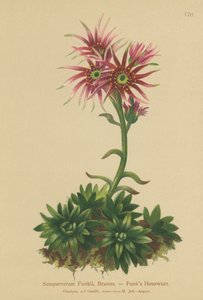 Funks Kana ja poikaset (Sempervivum Funkii) tekijältä German School