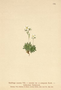 uurteinen saksifrage (Saxifraga exarata, Saxifraga exarata var. compacta, Saxifraga exarata ssp. moschata) tekijältä German School