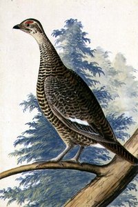 Game Bird, n. 1740 (akvarelli paperille) tekijältä German School