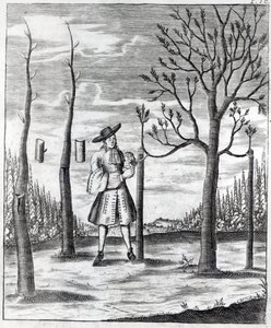 Puutarhanhoito ja kasvitaudit, kuvitus Heinrich Hessen teoksesta "Neue Garten-lust", 1696 tekijältä German School