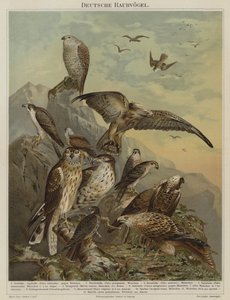 Saksalaiset petolinnut (väri litho) tekijältä German School