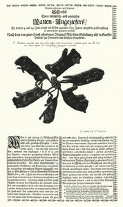Jättiläiset rotat pyydetty Strasbourgissa vuonna 1683 (kaiverrus) tekijältä German School