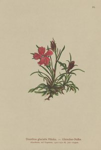 Jäätikkö vaaleanpunainen (Dianthus glacialis) tekijältä German School