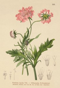 Kiiltävä rupi (Scabiosa lucida) tekijältä German School
