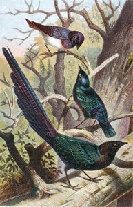 Glossy Starlings, levy "Brehms Tierleben: Allgemeine Kunde des Tierreichs", osa 4, s. 392, julkaisija Bibliographisches Institut tekijältä German School