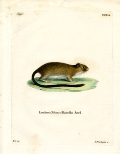 Golden Atlantic Tree Rat (värillinen kaiverrus) tekijältä German School