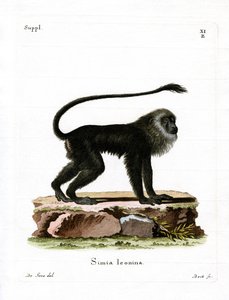Kultainen leijona Tamarin (värillinen kaiverrus) tekijältä German School
