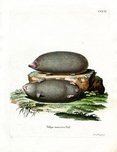 Golden Mole (värillinen kaiverrus) tekijältä German School
