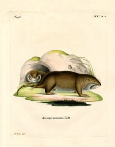 Gopher (värillinen kaiverrus) tekijältä German School
