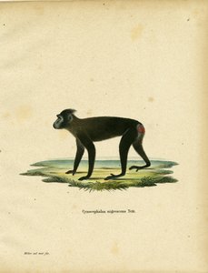 Gorontalo Macaque (värillinen kaiverrus) tekijältä German School