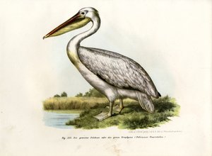 Suuri valkoinen pelikaani, 1864 tekijältä German School