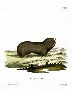 Greater Mole Rat (värillinen kaiverrus) tekijältä German School