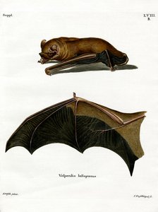 Greater Noctule Bat (värillinen kaiverrus) tekijältä German School