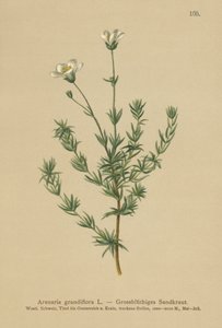 Isohiekkajuuri (Arenaria grandiflora) tekijältä German School