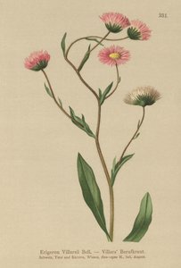 Kreikkalainen Fleabane (Erigeron Villarsii, Erigeron atticus) tekijältä German School