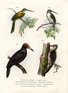 Vihreähäntäinen Jacamar, 1864 tekijältä German School