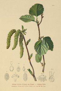 Vihreä leppä (Alnus viridis) tekijältä German School