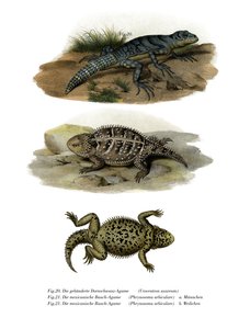 Vihreä piikkihäntä-iguana (väri litho) tekijältä German School
