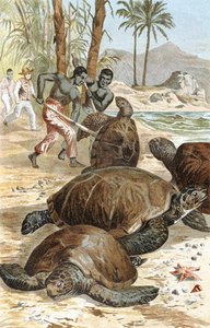 Vihreä kilpikonna, levy "Brehms Tierleben: Allgemeine Kunde des Tierreichs", vol.7, s.596, julkaisija Bibliographisches Institut tekijältä German School
