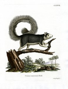 Grizzled Giant Squirrel (värillinen kaiverrus) tekijältä German School