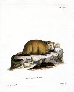 Groundhog (värillinen kaiverrus) tekijältä German School