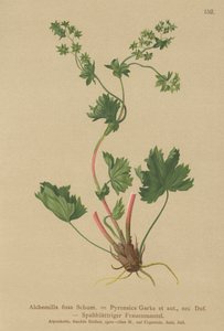 Karvaton Ladys Mantle (Alchemilla fissa, Alchemilla Pyrenaica) tekijältä German School