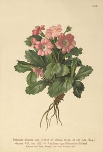 Karvainen esikko (Primula hirsuta) tekijältä German School