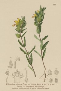 Karvainen keltainen helistin (Rhinanthus aristatus, Rhinanthus alpinus) tekijältä German School