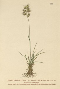 Hallers-nata (Festuca Gaudini, Festuca Hallerie) tekijältä German School