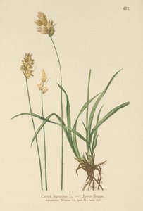 Jänissara (Carex leporina, Carex ovalis) tekijältä German School