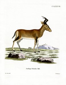 Hartebeest (värillinen kaiverrus) tekijältä German School