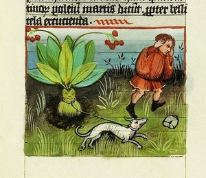 Mandraken sadonkorjuu, Asioiden luonne - Rabanus Maurus, n. 1425 (guassi vellumilla) tekijältä German School