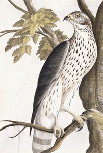 Hawk, 1750-1800 tekijältä German School