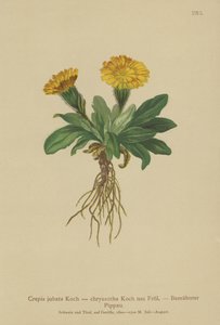 Haukkaparta (Crepis jubata, Crepis rhaetica) tekijältä German School