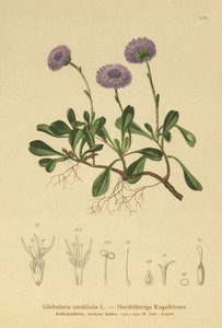 Sydänlehtinen Globe Daisy (Globularia cordifolia) tekijältä German School