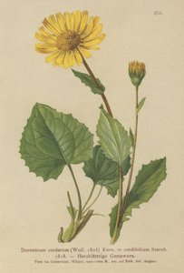 Sydänlehtinen Leopards Bane (Doronicum cordatum, Doronicum cordifolium, Aronicum cordatum) tekijältä German School