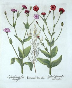 Heather and Two Kinds of Lychnis, Hortus Eystettensis, kirjoittanut Basil Besler (1561-1629), pub. 1613 (käsinvärinen kaiverrus) tekijältä German School