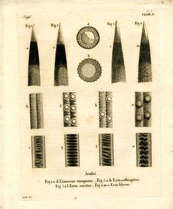 Hedgehog Prickles (värillinen kaiverrus) tekijältä German School