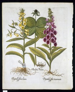 Yrtti Paris (Solanum quadrifolium), tavallinen kettukäsine (Digitalis Purpurea) iso keltainen kettukäsine (Basil Besler (1561-1629) pub 1613 (käsinvärinen kaiverrus)) tekijältä German School