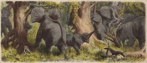Elefanttilauma afrikkalaisessa viidakossa (värillinen kaiverrus) tekijältä German School
